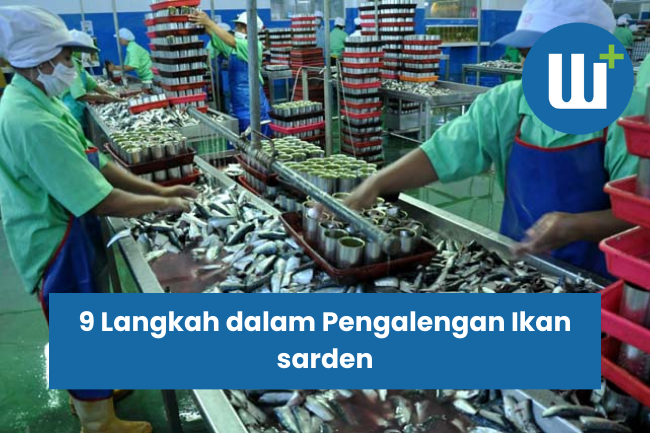 9 Langkah dalam Pengalengan Ikan sarden